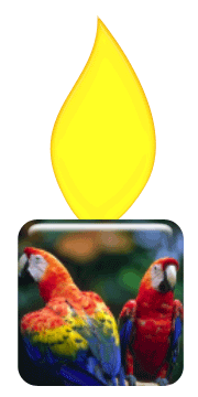 care candle app - parrots